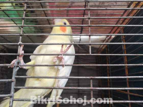 Cockatiel Bird